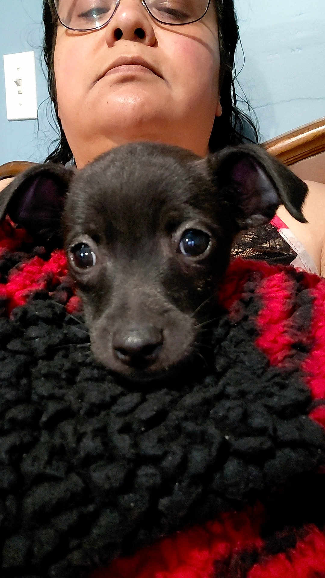 Pilly joined the competition — help win amazing prizes! dog, puppy, person, face, eyes, blanket, knit_blanket, black_fur, nose, glasses, portrait, close_up, indoor, bed, headboard, wall, light_switch, shoulder, bra_strap, cute