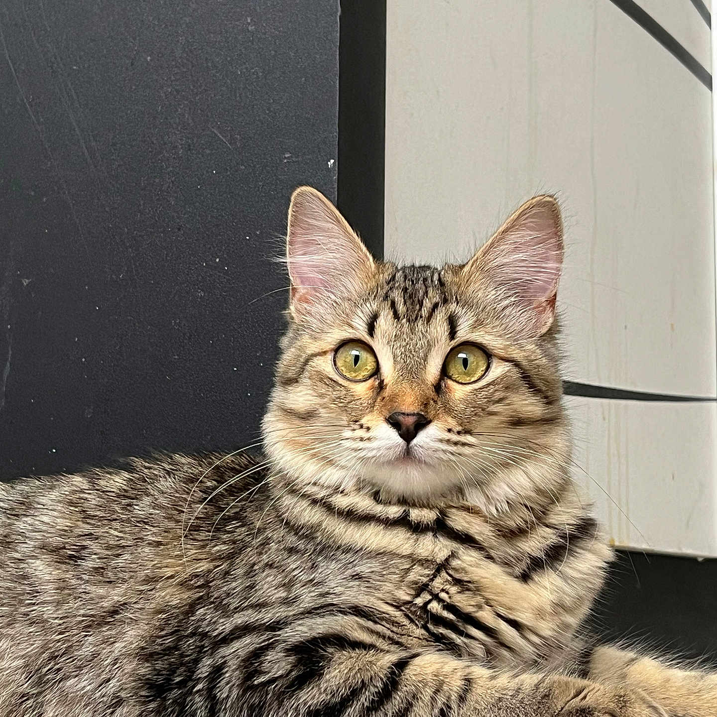 Fripouille a rejoint le concours — aidez-le/la à gagner de superbes lots ! abyssinian, angora, animal, cat, egyptiancat, kitten, manx, pet