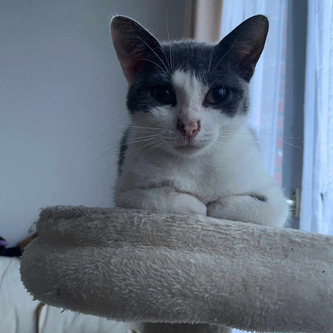 Minette a rejoint le concours — aidez-le/la à gagner de superbes lots ! abyssinian, animal, architecture, blanket, building, cat, chair, couch, cushion, furniture, homedecor, indoors, kitten, linen, manx, pet, siamese, towel, white, wood