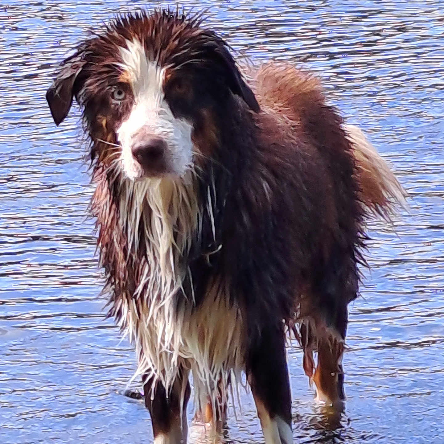 Ruby a rejoint le concours — aidez-le/la à gagner de superbes lots ! animal, canine, cockerspaniel, collie, dog, eskimodog, hound, husky, nature, newfoundland, outdoors, papillon, pet, pond, pool, puppy, ripple, sea, terrier, water