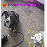 dog, leash, asphalt, halloween, decoration, pumpkin_emoji, text_overlay, black_and_white_dog, curious_expression, holiday, outdoor, pet, animal, footwear, crocs, small_object, festive, celebration, fall_leaves, sidewalk