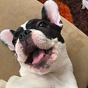 Viena participe au concours pour gagner de l'argent avec cette photo : animal, beige, black_and_white, canine, carpet, close_up, cute, dog, domestic, ears, expression, fur, happy, indoor, lying_down, mouth_open, pet, playful, smiling, tongue_out