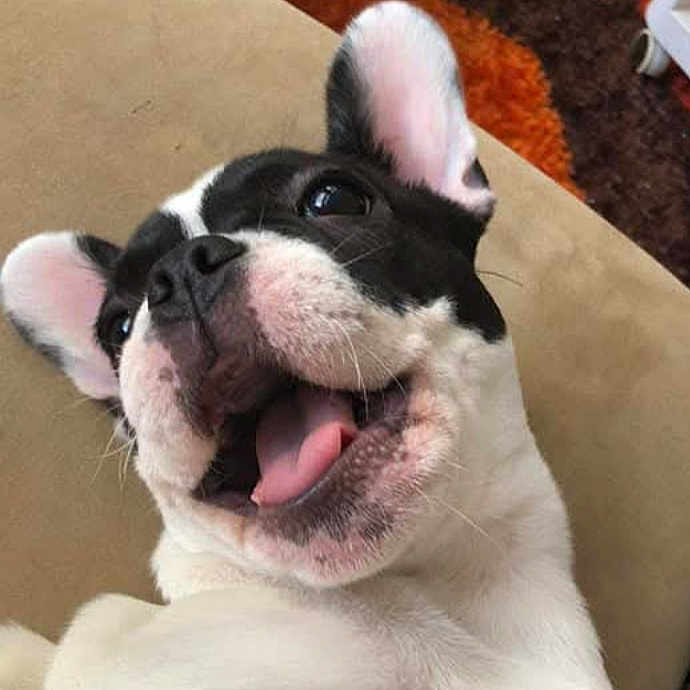 Viena participe au concours pour gagner de l'argent avec cette photo : animal, beige, black_and_white, canine, carpet, close_up, cute, dog, domestic, ears, expression, fur, happy, indoor, lying_down, mouth_open, pet, playful, smiling, tongue_out