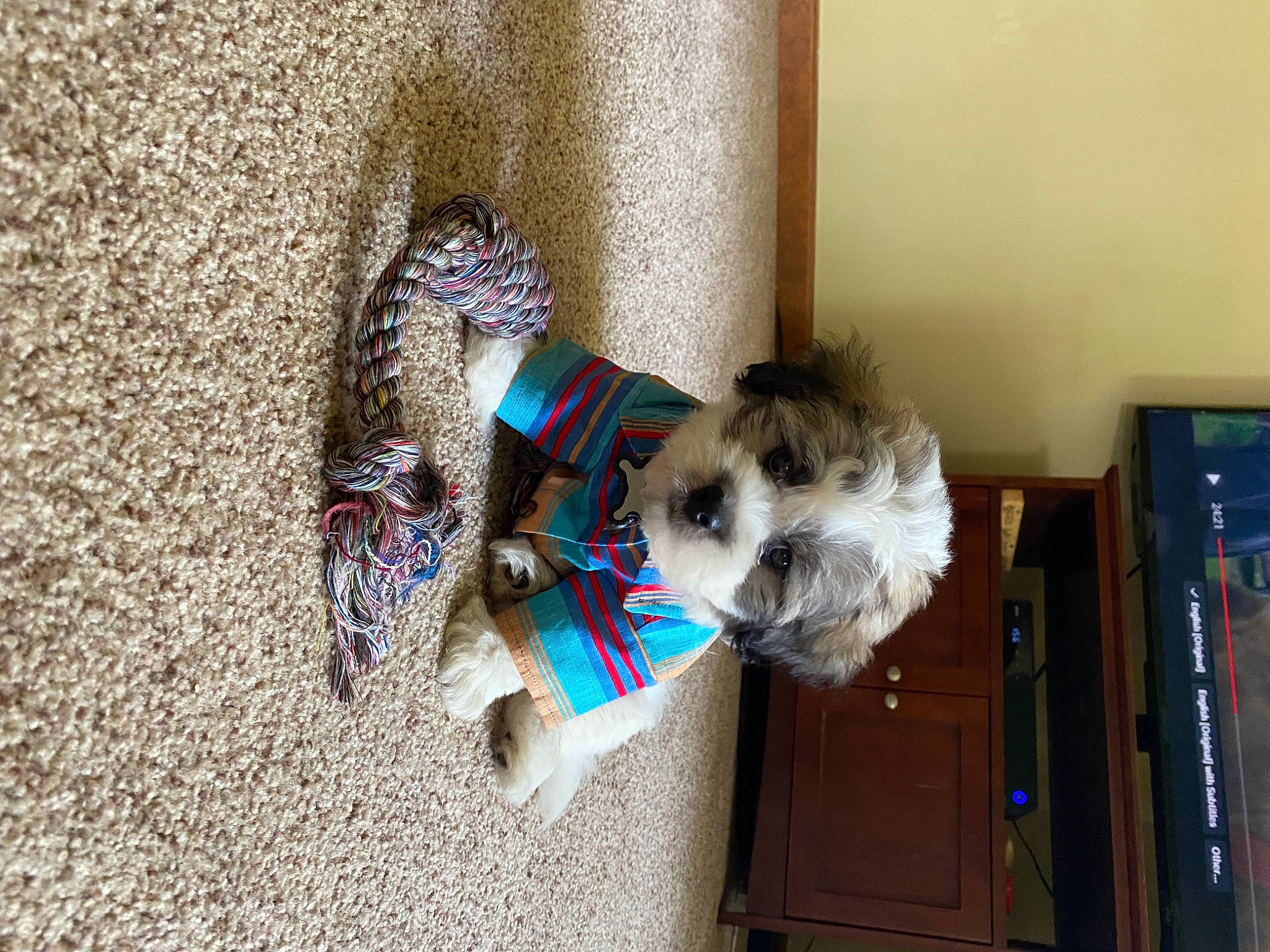 Espn joined the competition — help win amazing prizes! bookcase, canidae, carnivore, collar, companion_dog, dog, dog_breed, dog_clothes, dog_supply, fawn, felidae, flooring, fur, leash, pet_supply, small_terrier, sporting_group, tail, terrier, toy_dog