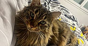 Yoshi a rejoint le concours — aidez-le/la à gagner de superbes lots ! animal, bed, cat, close_up, comfort, cozy, curious, cute, domestic_cat, feline, fluffy, green_eyes, indoor, pet, relaxed, resting, soft_fur, striped, tabby, whiskers