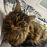 Yoshi a rejoint le concours — aidez-le/la à gagner de superbes lots ! cat, tabby, fluffy, bed, indoor, pet, animal, feline, resting, curious, green_eyes, whiskers, soft_fur, cozy, comfort, striped, close_up, domestic_cat, cute, relaxed