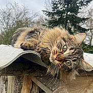 Yoshi participe au concours pour gagner de l'argent avec cette photo : animal, cat, closeup, curious, daylight, feline, fluffy_fur, green_eyes, nature, outdoor, pet, relaxing, resting, roof, rustic, sky, tabby, tree, whiskers, wooden_structure