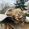 cat, tabby, green_eyes, fluffy_fur, wooden_structure, roof, outdoor, nature, tree, sky, animal, pet, relaxing, closeup, feline, whiskers, curious, resting, daylight, rustic
