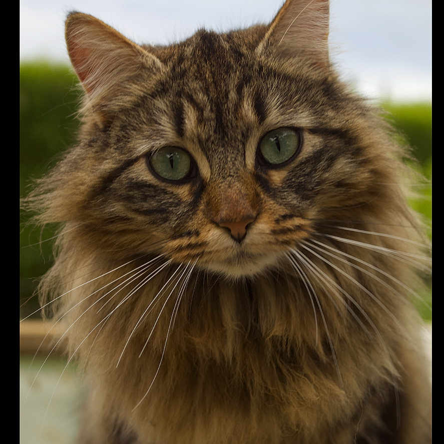Yoshi a rejoint le concours — aidez-le/la à gagner de superbes lots ! cat, tabby, fluffy, green_eyes, whiskers, portrait, animal, pet, outdoor, fur, cute, mammal, closeup, feline, nature, curious, soft, long_hair, domestic_cat, friendly