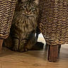 Yoshi a rejoint le concours — aidez-le/la à gagner de superbes lots ! cat, tabby, fluffy, feline, pet, indoor, wooden_floor, wicker, basket, curious, sitting, animal, cute, fur, whiskers, ears, paws, home, cozy, closeup