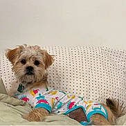 Charlie is registered to the contest to win money with this photo: dog, pet, bed, pillow, blanket, pajamas, dinosaur_pattern, fur, small_dog, indoor, relaxed, cute, animal, sleepwear, cozy, resting, domestic_animal, canine, light_brown_fur, casual