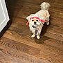 Charlie is registered to the contest to win money with this photo: dog, small_dog, bandana, red_bandana, wooden_floor, indoor, pet, fur, collar, curly_tail, looking_up, brown_fur, cute, adorable, domestic_animal, companion, standing, animal, household, flooring