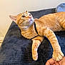 cat, orange_tabby, paw, hand, bed, blanket, indoor, pet, feline, fur, whiskers, collar, resting, human_interaction, cozy, cute, animal, comfort, domestic, closeup