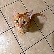 Whiskey is registered to the contest to win money with this photo: cat, orange_tabby, pet, animal, feline, curious, looking_up, whiskers, ears, floor_tiles, indoor, domestic, cute, small, mammal, tail, sitting, close_up, eyes, fur