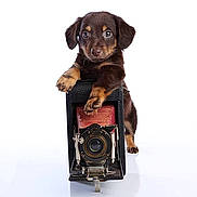 Boomer is registered to the contest to win money with this photo: adorable, animal, brown_puppy, closeup, curious, cute, dog, front_view, isolated, looking_at_camera, pet, playful, portrait, puppy, resting_paws, small_dog, studio, vintage_camera, white_background, young_dog
