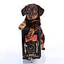 adorable, animal, brown_puppy, closeup, curious, cute, dog, front_view, isolated, looking_at_camera, pet, playful, portrait, puppy, resting_paws, small_dog, studio, vintage_camera, white_background, young_dog