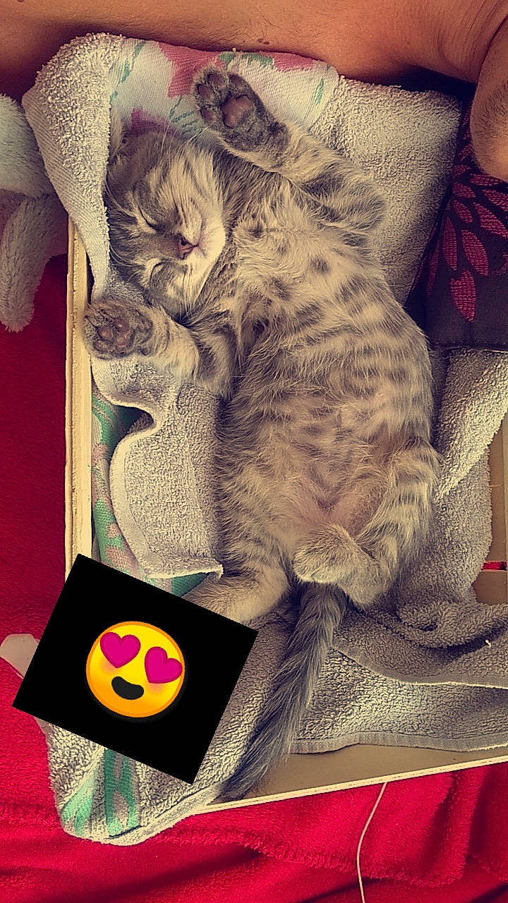 Titi participe au concours pour gagner de l'argent avec cette photo : british_shorthair, carnivore, cat, felidae, illustration, kitten, russian_blue, small_to_medium_sized_cats, tabby_cat, whiskers