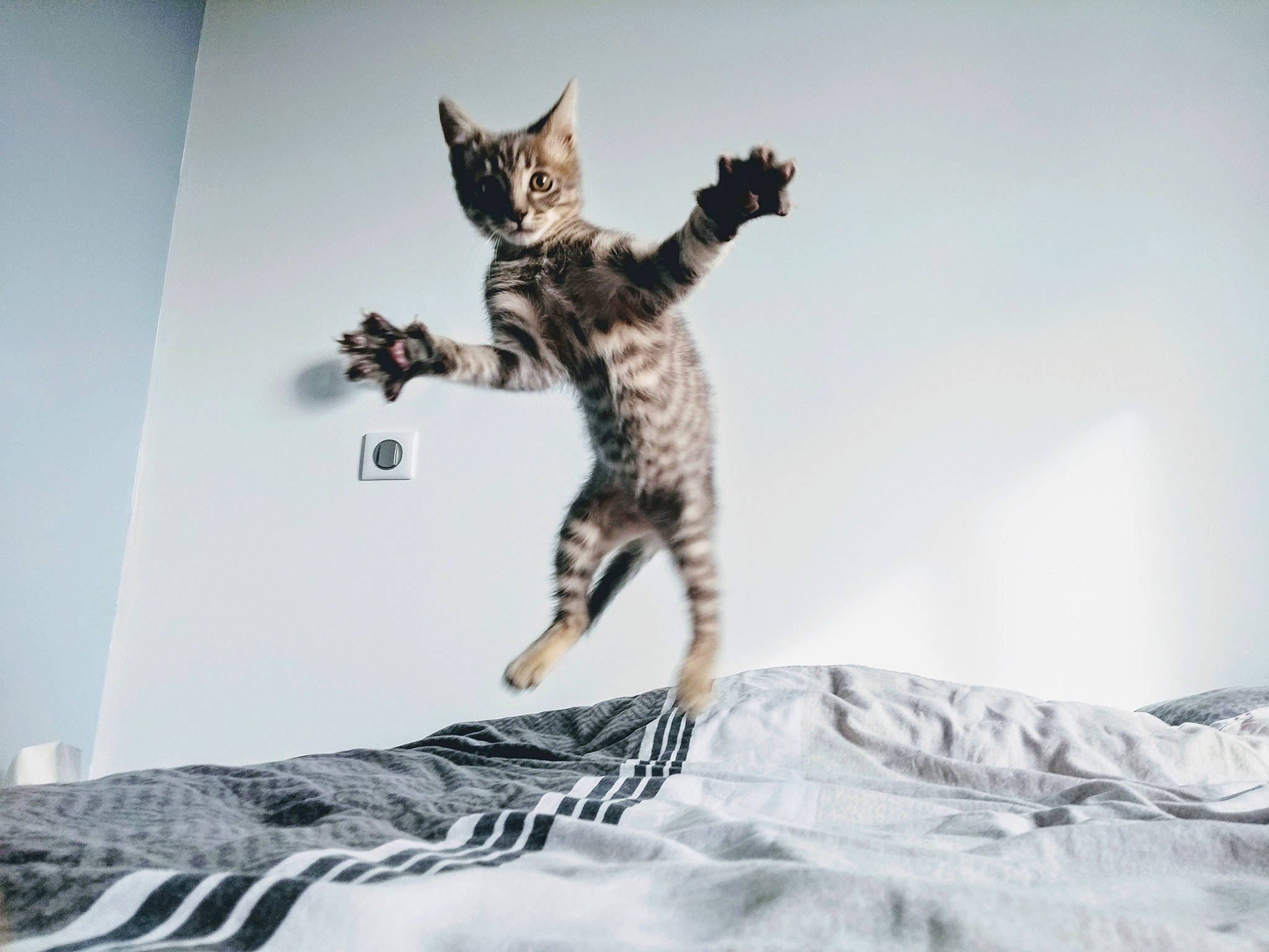 Titi a rejoint le concours — aidez-le/la à gagner de superbes lots ! american_shorthair, asian, bengal, california_spangled, carnivore, cat, domestic_short_haired_cat, dragon_li, egyptian_mau, european_shorthair, felidae, kitten, ocicat, small_to_medium_sized_cats, sokoke, tabby_cat, tail, whiskers