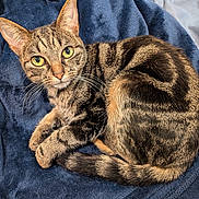 Tiny Tina joined the competition — help win amazing prizes! cat, tabby, pet, animal, fur, whiskers, eyes, ears, tail, blanket, indoor, cute, resting, cozy, domestic, feline, striped, soft, sleepy, closeup