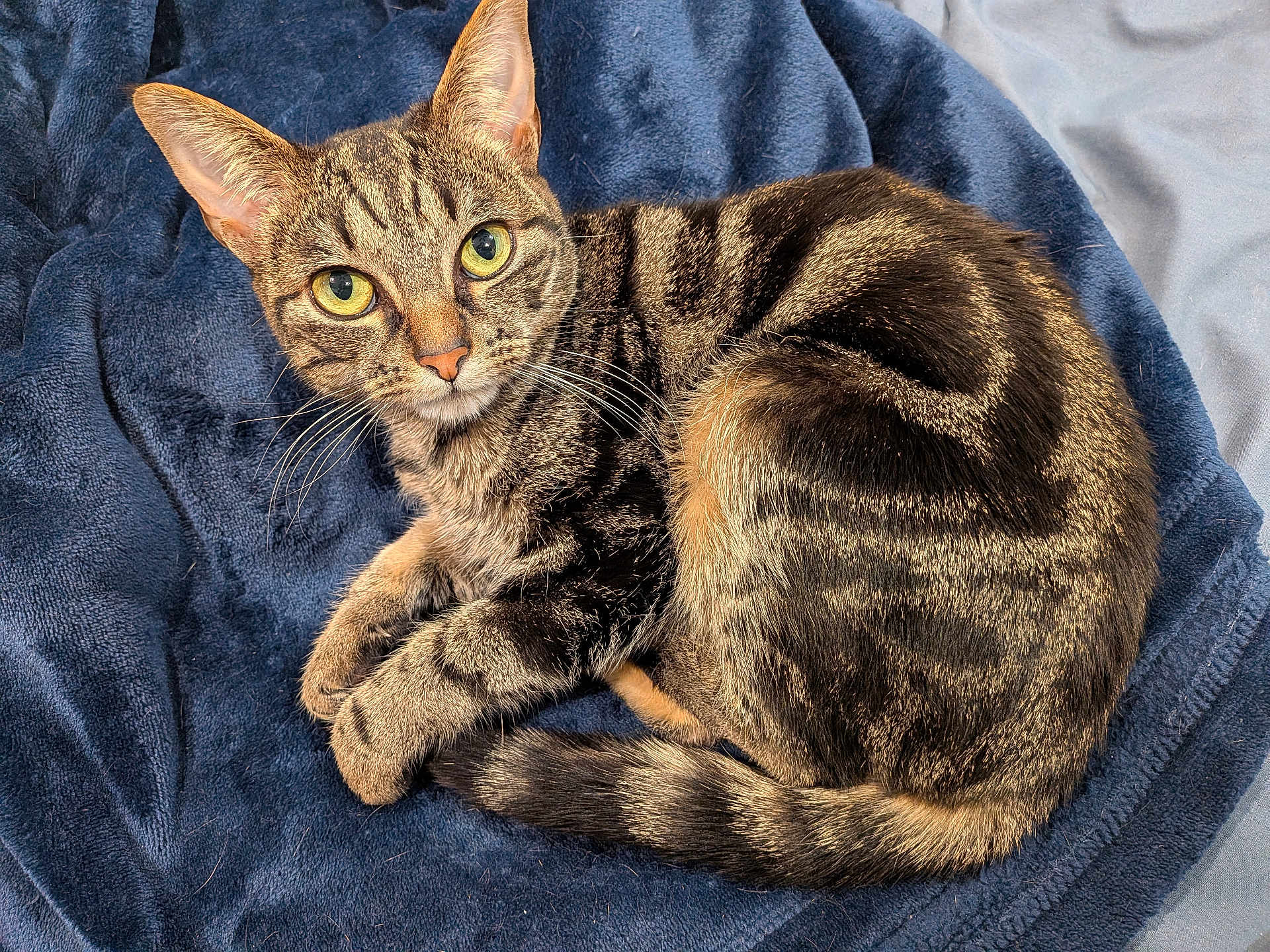 Tiny Tina joined the competition — help win amazing prizes! cat, tabby, pet, animal, fur, whiskers, eyes, ears, tail, blanket, indoor, cute, resting, cozy, domestic, feline, striped, soft, sleepy, closeup