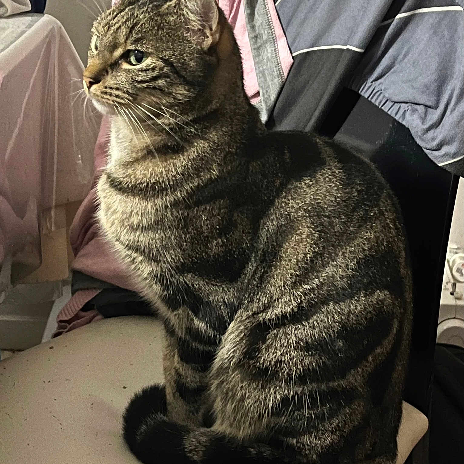 Tonerre a rejoint le concours — aidez-le/la à gagner de superbes lots ! animal, cat, chair, clothing, domestic, ears, fabric, feline, fur, household, indoor, looking_away, pet, resting, side_view, sitting, striped, tabby, tail, whiskers