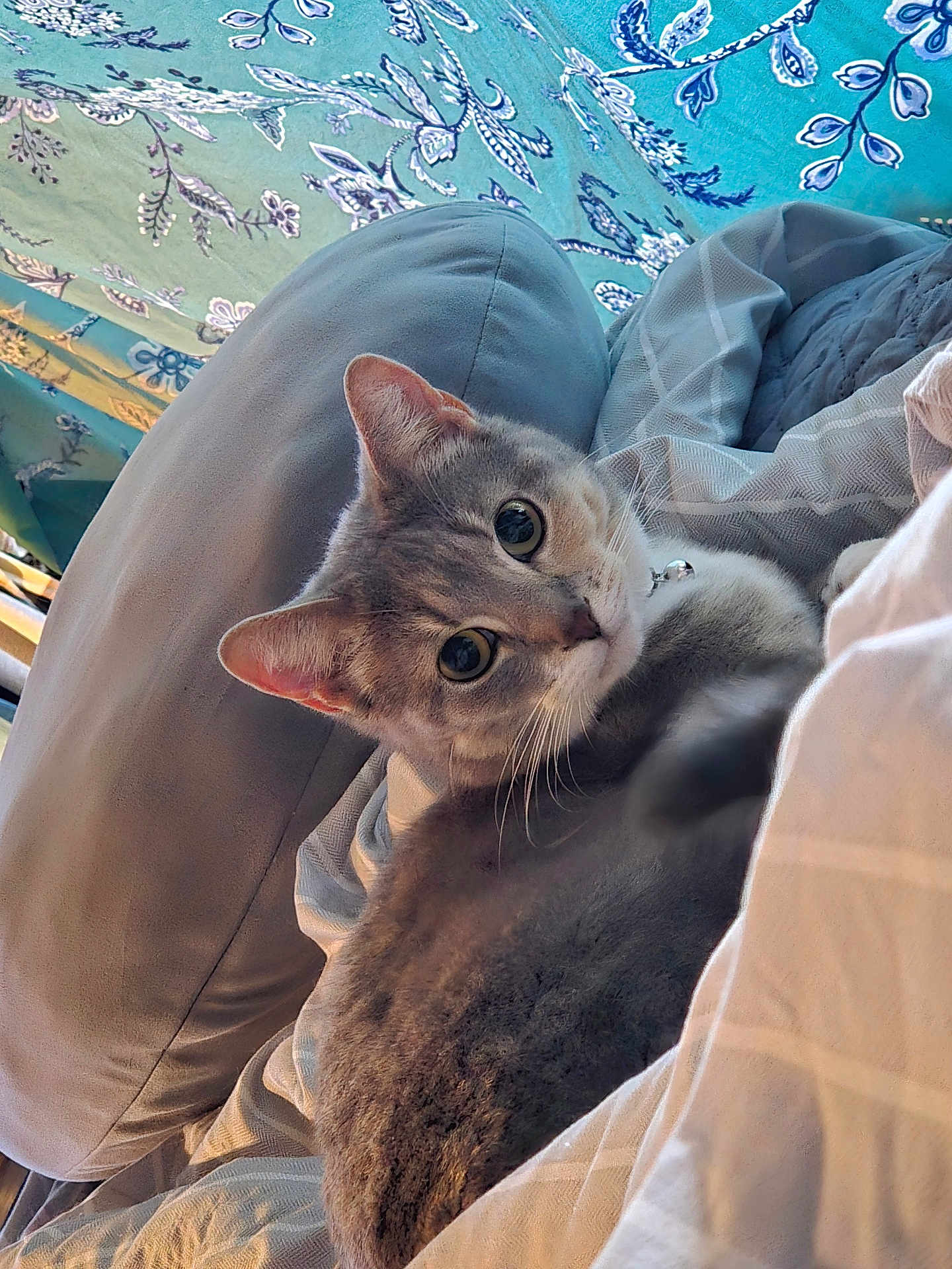 Soup joined the competition — help win amazing prizes! cat, grey_cat, pet, indoor, bed, blanket, curtain, cozy, relaxed, fur, whiskers, ears, eyes, comfort, home, resting, feline, collar, domestic_cat, soft