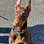 alert, animal, brown, canine, closeup, collar, doberman, dog, ears, expression, focused, fur, outdoor, pavement, pet, portrait, shadow, sitting, sunlight, tag