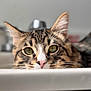 cat, tabby, close_up, whiskers, green_eyes, pink_nose, ears, fur, portrait, shallow_depth_of_field, bokeh, pet, indoor, sink, faucet, countertop, relaxed, curious, face, nose_focus