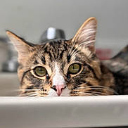 Toby is registered to the contest to win money with this photo: cat, tabby, tabby_cat, close_up, portrait, whiskers, pink_nose, ears, green_eyes, indoor, bokeh, shallow_depth_of_field, sink, countertop, pet, fur, relaxed, curious, domestic_animal, face