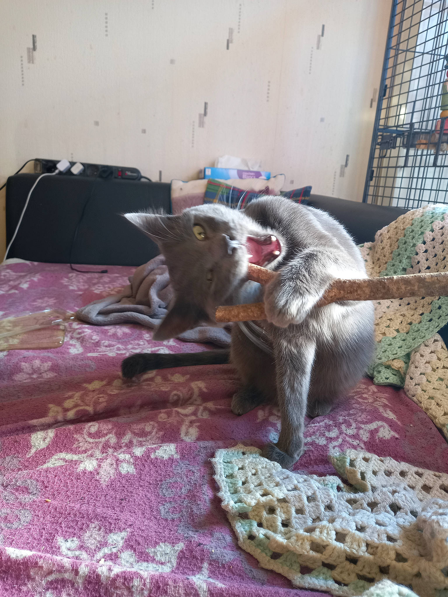 Woody participe au concours pour gagner de l'argent avec cette photo : bed_sheet, carnivore, carpet, cat, cat_bed, cat_supply, comfort, domestic_short_haired_cat, fawn, felidae, flooring, fur, linens, living_room, room, small_to_medium_sized_cats, tail, textile, whiskers, wood