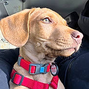 Ace participe au concours pour gagner de l'argent avec cette photo : dog, puppy, red_harness, red_collar, dog_tag, car_interior, sunlight, close_up, pet, canine, window, seat, fur, animal, profile, young_dog, domestic_animal, looking_out, bright_light, transport