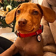 Ace a rejoint le concours — aidez-le/la à gagner de superbes lots ! puppy, dog, brown_fur, red_collar, pet_tag, christmas_tree, tinsel, ornaments, indoor, close_up, soft_blanket, floppy_ears, curious, resting, holiday, festive, cute, animal, domestic_animal, young_dog