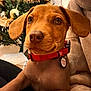 puppy, dog, brown_fur, red_collar, pet_tag, christmas_tree, tinsel, ornaments, indoor, close_up, soft_blanket, floppy_ears, curious, resting, holiday, festive, cute, animal, domestic_animal, young_dog