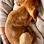 Ace a rejoint le concours — aidez-le/la à gagner de superbes lots ! puppy, dog, brown_fur, curled_up, sleeping, blanket, arms, hand, cozy, soft_texture, indoors, resting, cute, pet, fur, warm, snuggling, companion, relaxation, comfort