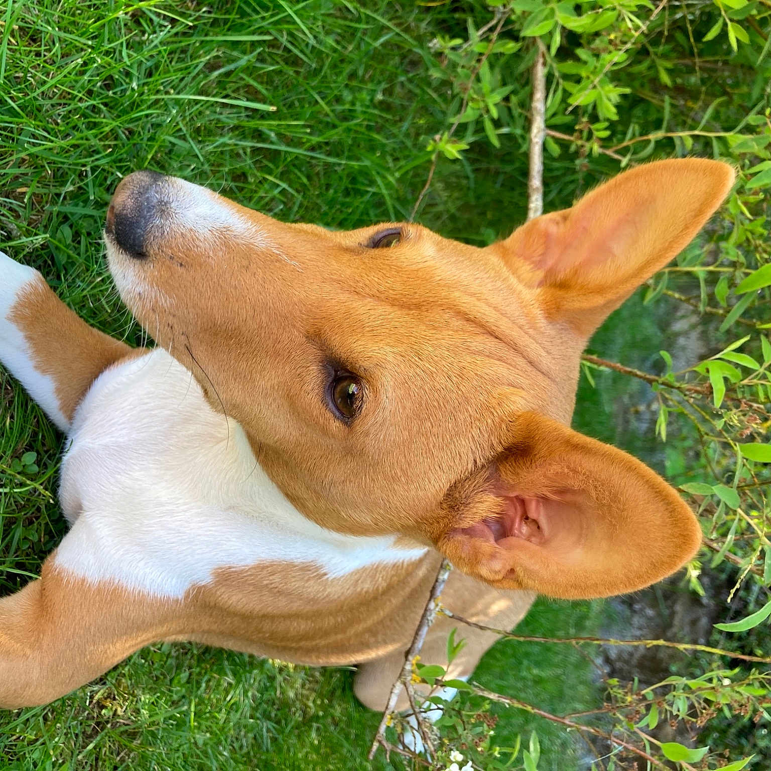 Sam