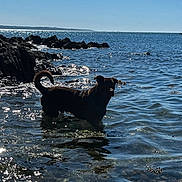Shelby a rejoint le concours — aidez-le/la à gagner de superbes lots ! animal, blue_sky, calm, canine, coast, daytime, dog, landscape, nature, outdoor, pet, reflection, rocks, sea, shore, sky, summer, sunlight, water, waves