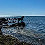 Shelby participe au concours pour gagner de l'argent avec cette photo : animal, blue_sky, coast, daytime, dog, landscape, nature, ocean, outdoor, pets, rock, scenic, sea, shore, silhouette, sky, sunlight, sunshine, water, waves