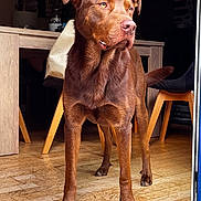 Shelby a rejoint le concours — aidez-le/la à gagner de superbes lots ! dog, brown_dog, indoor, wooden_floor, table, chair, pet, canine, animal, looking_away, standing, domestic, flooring, furniture, ears, tail, alert, medium_sized_dog, house, daylight
