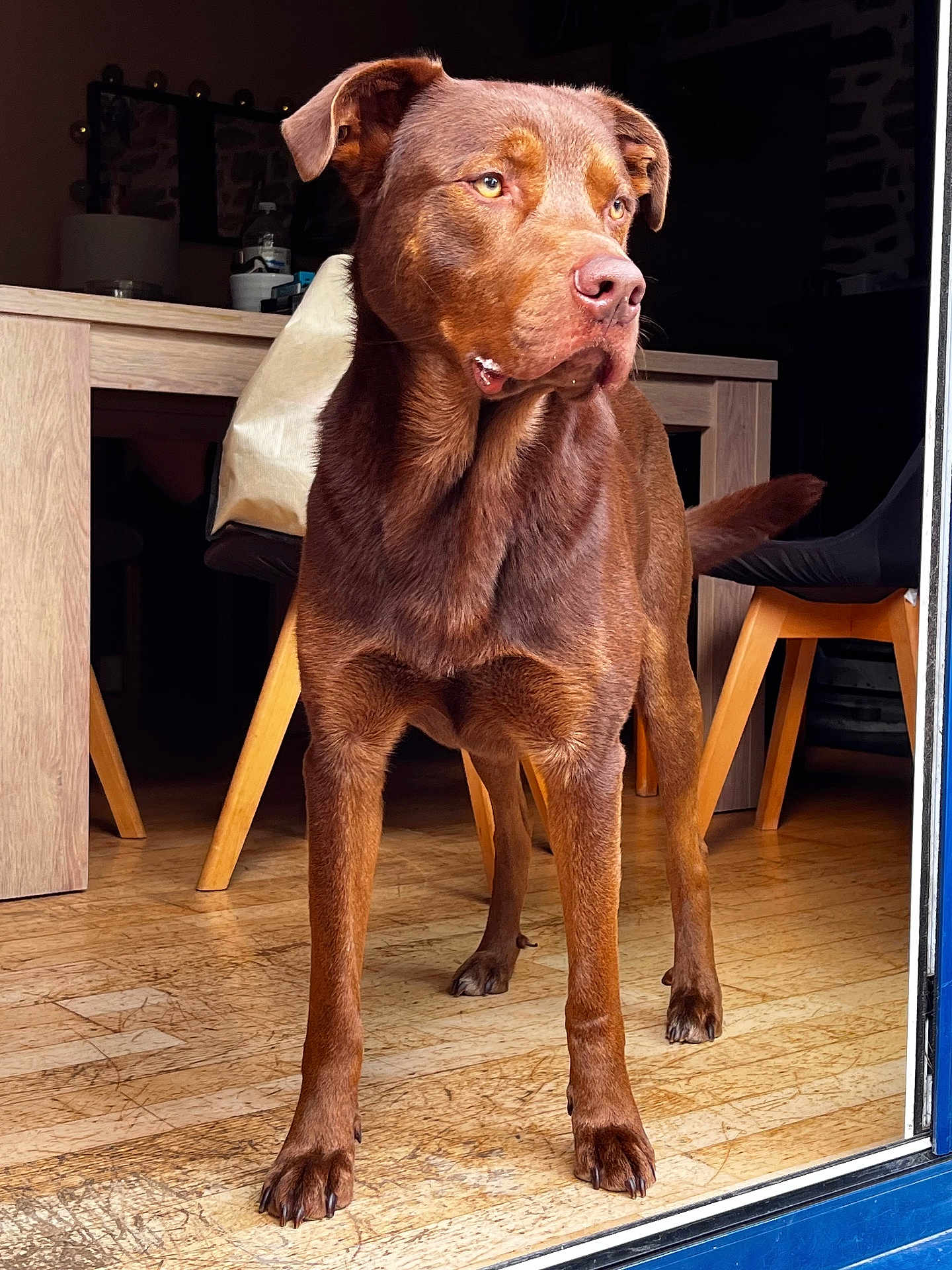Shelby a rejoint le concours — aidez-le/la à gagner de superbes lots ! dog, brown_dog, indoor, wooden_floor, table, chair, pet, canine, animal, looking_away, standing, domestic, flooring, furniture, ears, tail, alert, medium_sized_dog, house, daylight