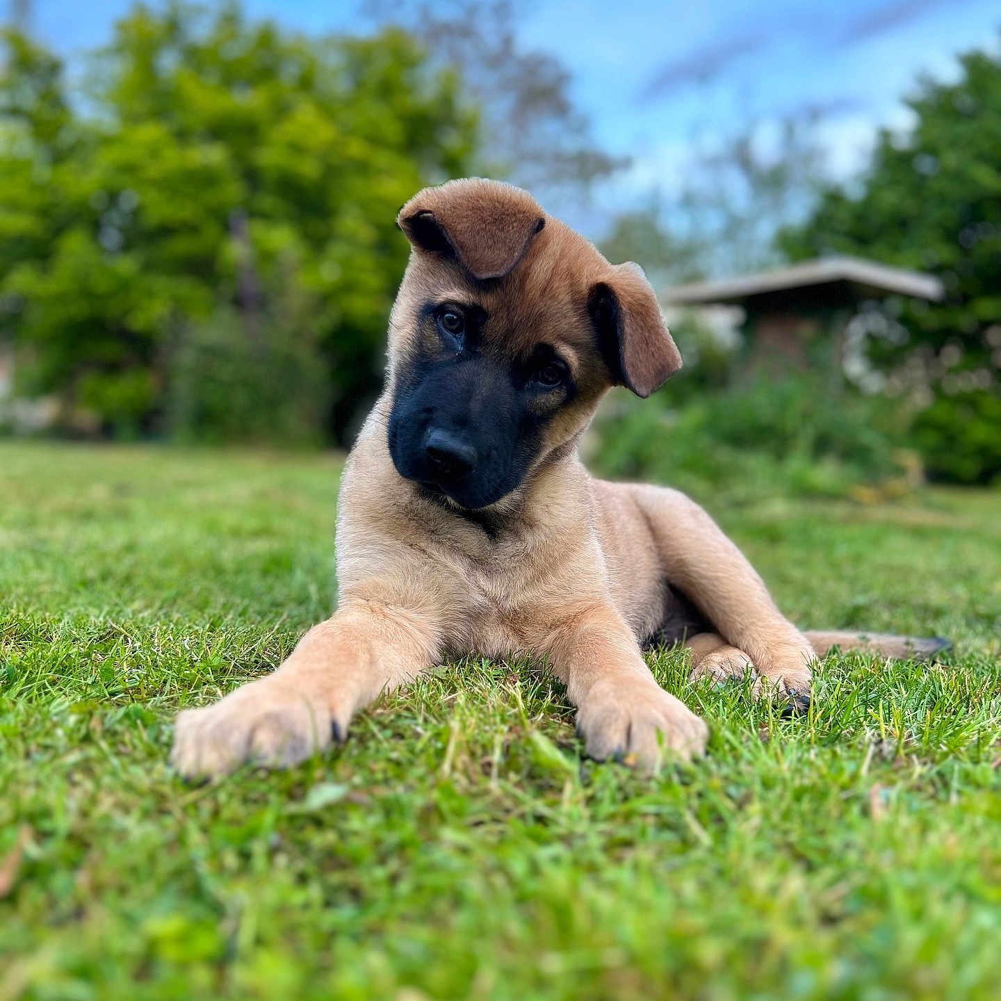 Alpha participe au concours pour gagner de l'argent avec cette photo : animal, boxer, bulldog, canine, dog, field, germanshepherd, grass, grassland, green, hound, labradorretriever, lawn, nature, outdoors, pet, plant, puppy, terrier, tree