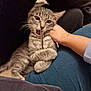 cat, claws, close_up, cuddle, cute, domestic_animal, feline, fur, gray_tabby, hand, indoor, kitten, paw, pen, person, pet, playful, relaxed, whiskers, young_cat