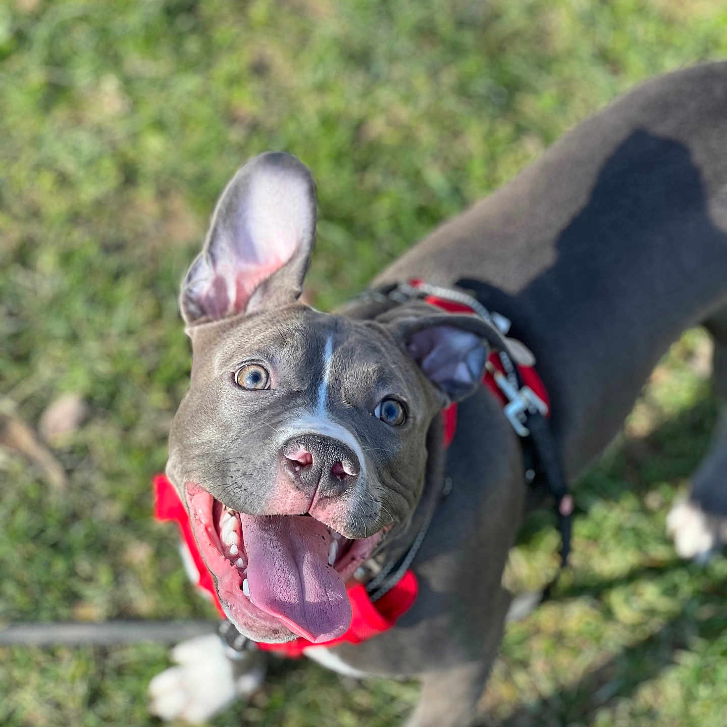 Mia participe au concours pour gagner de l'argent avec cette photo : accessories, animal, ball, bodypart, boxer, bulldog, canine, dog, frenchbulldog, grass, mouth, person, pet, pitbull, plant, puppy, sport, strap, tennis, tennisball