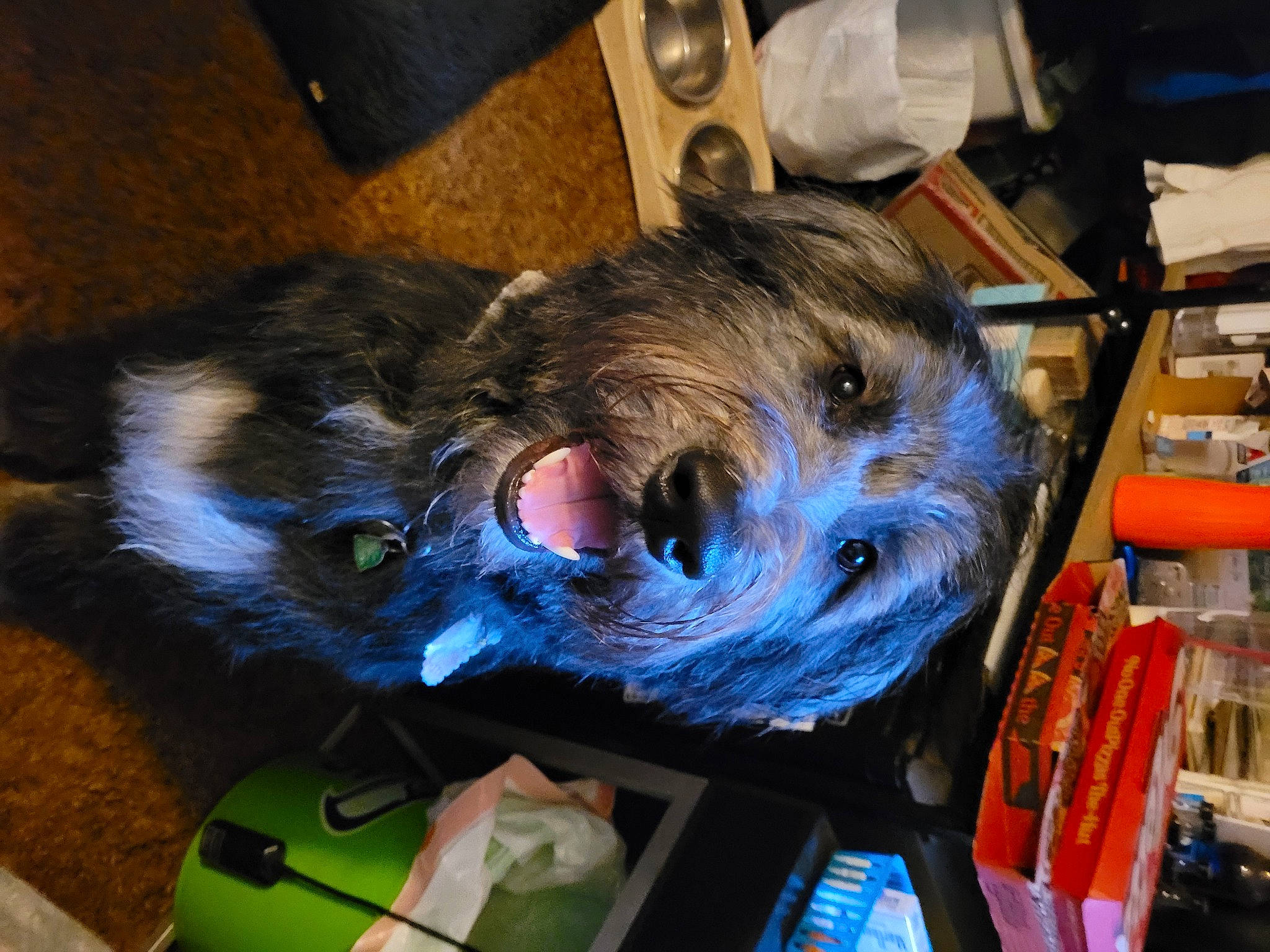 Dixie May joined the competition — help win amazing prizes! canidae, carnivore, companion_dog, dog, dog_breed, fur, small_terrier, snout, sporting_group, terrier, working_animal