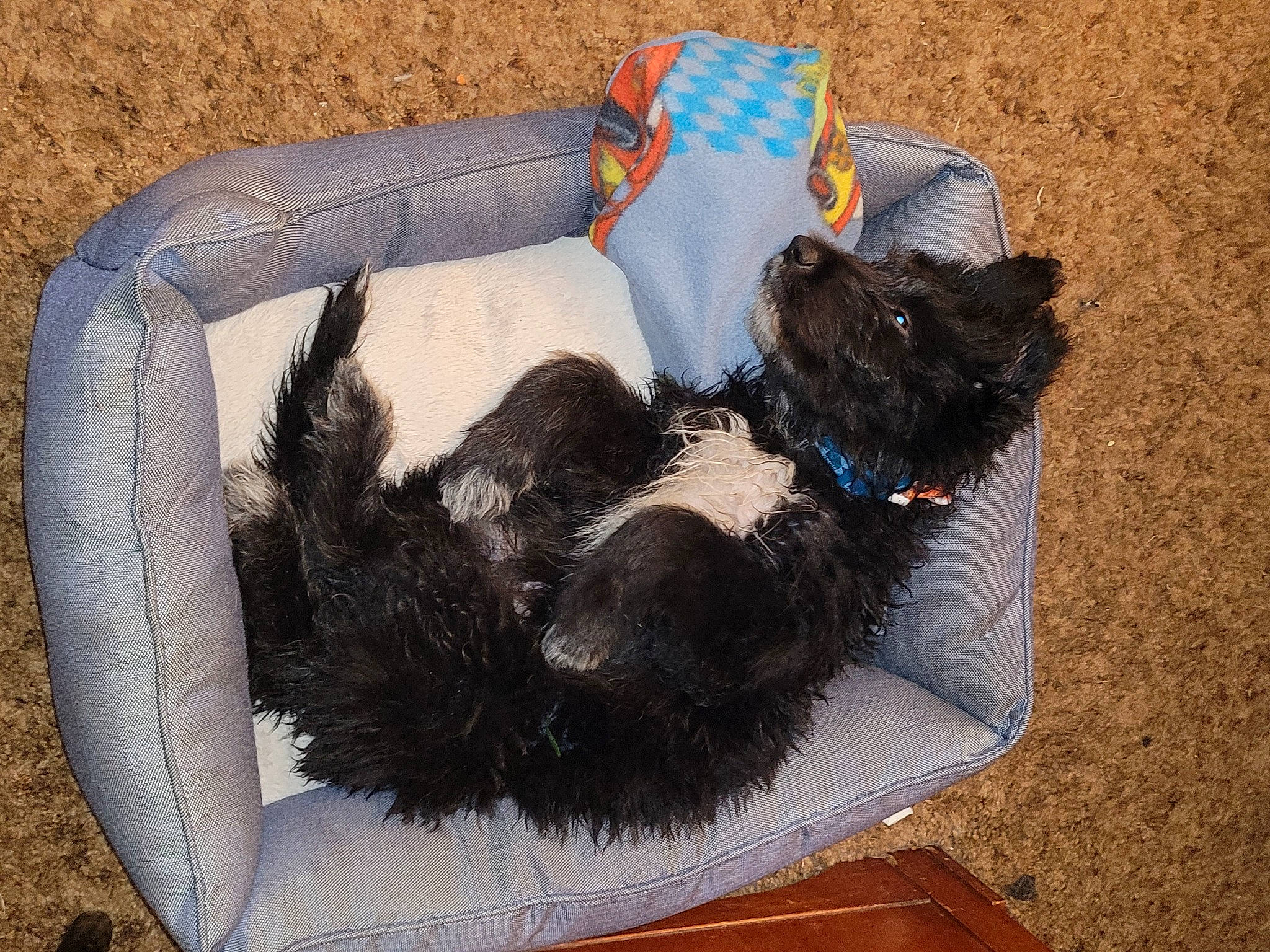 Dixie joined the competition — help win amazing prizes! bag, canidae, carnivore, cat, cat_supply, collar, comfort, companion_dog, dog_breed, dog_supply, fashion_accessory, felidae, fur, pet_supply, small_to_medium_sized_cats, sporting_group, tail, toy, wool, woolen