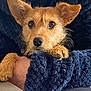 Sweety participe au concours pour gagner de l'argent avec cette photo : animal, blanket, blue_blanket, brown_fur, close_up, comfort, companion, cozy, cute, dog, domestic_animal, fur, human_arm, indoor, looking, paws, perky_ears, pet, resting, small_dog