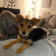 Sweety participe au concours pour gagner de l'argent avec cette photo : blanket, cozy, cushion, cute, dog, ears, fur, furniture, gray_hair, indoor, lamp, living_room, looking_at_camera, person, pet, portrait, puppy, relaxing, sofa, wall_art