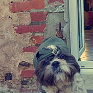 Patapouf a rejoint le concours — aidez-le/la à gagner de superbes lots ! dog, cap, head_tilt, brick_wall, plaster_wall, stone_floor, door, open_door, curious, pet, fluffy, brown_and_white, outdoor, animal, canine, sitting, portrait, cute, hat, domestic_animal