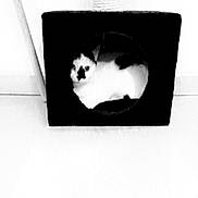 Perle a rejoint le concours — aidez-le/la à gagner de superbes lots ! animal, black_and_white, cat, cat_house, contrast, cozy, curious, cute, cute_pet, domestic, feline, floor, home, indoor, looking, minimalist, pet, quiet, resting, square