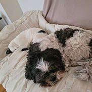 Perle a rejoint le concours — aidez-le/la à gagner de superbes lots ! dog, cat, sleeping, bed, blanket, cozy, indoor, pet, fur, resting, cute, animal, companion, curled_up, comfortable, furry, domestic, relaxing, home, nap