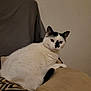 cat, white_cat, black_markings, indoor, couch, furniture, pet, animal, domestic_cat, relaxed, seated, looking_at_camera, cozy, fur, whiskers, ears, tail, home, mammal, resting